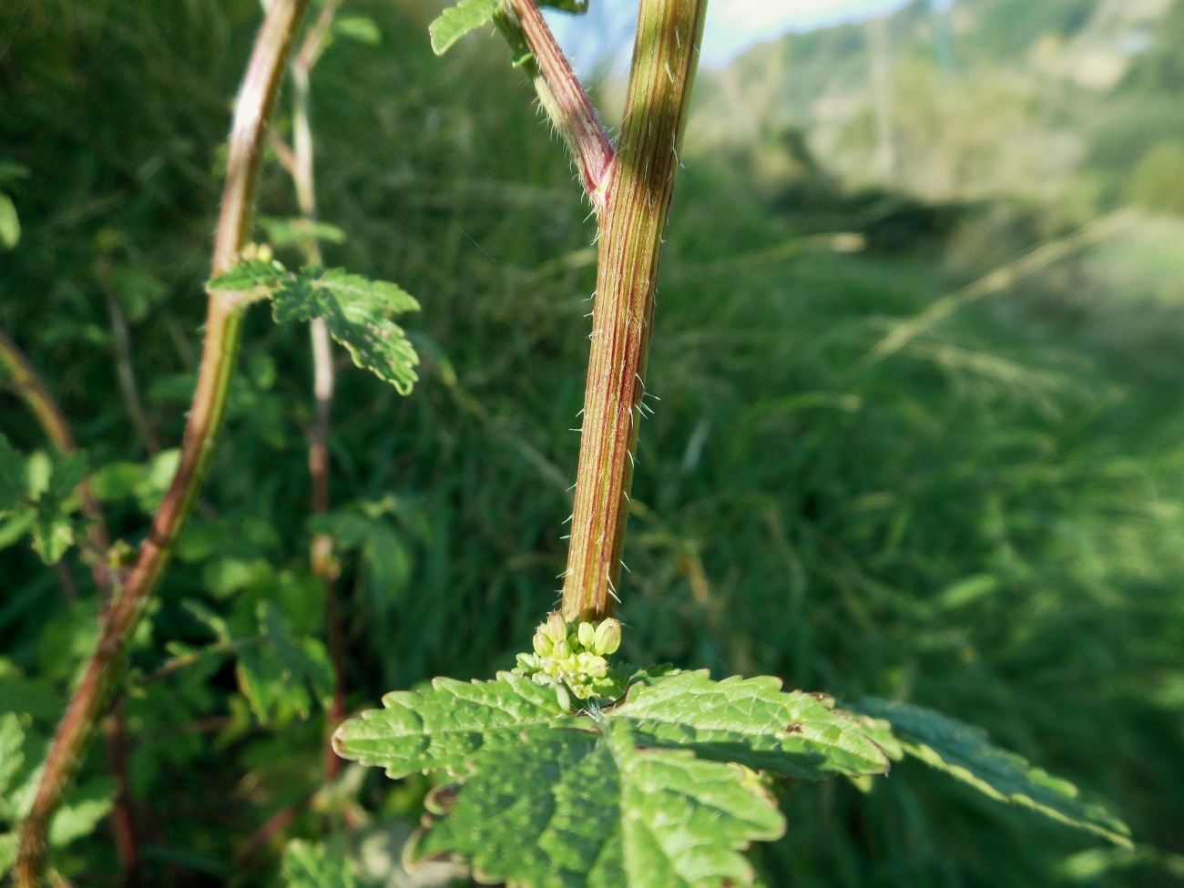 Sinapis alba L. subsp. mairei (H. Lindb.) Maire